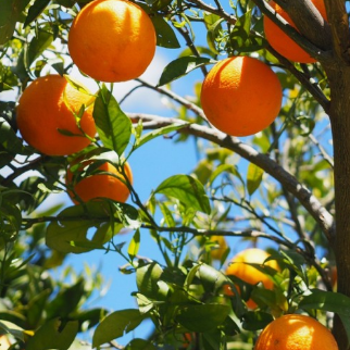 오렌지 나무 관리