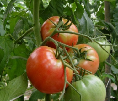 토마토 재배와 관리 방법